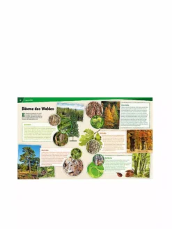 TESSLOFF VERLAG, Buch - Was Ist Was - Wald - Mehr Als Nur Bäume 134 -Kinder Spielzeug Geschäft tessloffverlag buch wasistwas wald mehralsnurbC3A4ume134 3 768 1024 75 6598791 3